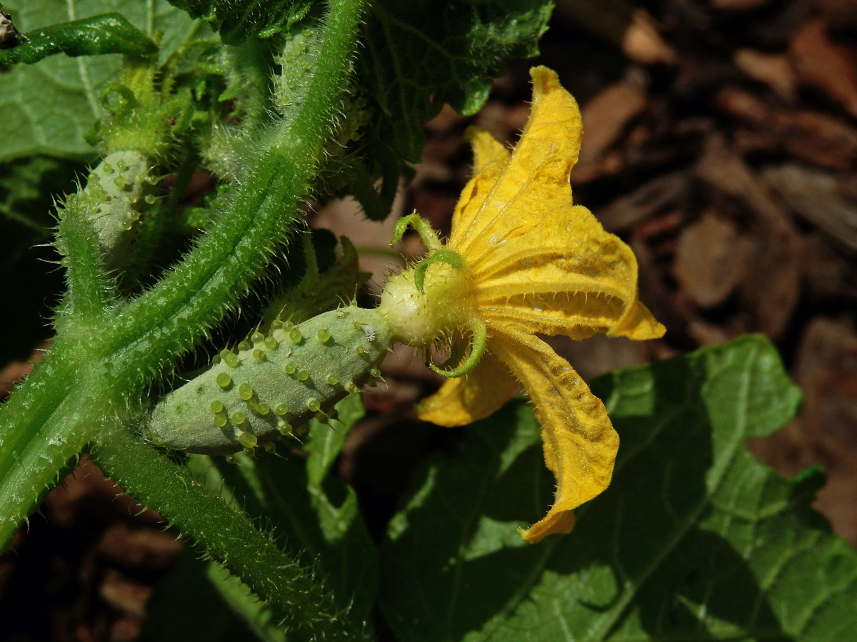 Okurka setá (Cucumis sativus L.)