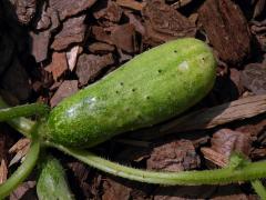 Okurka setá (Cucumis sativus L.)