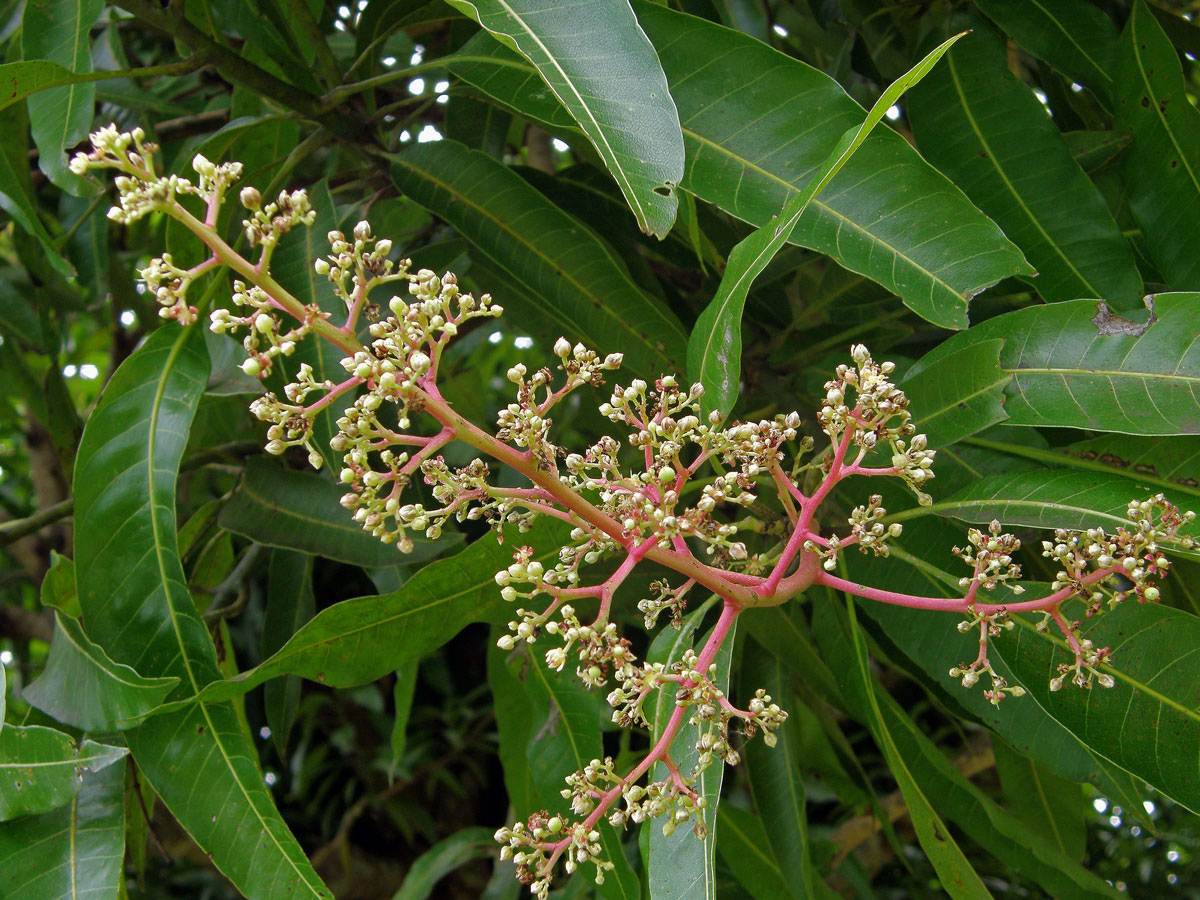 Mangovník indický (Mangifera indica L.)