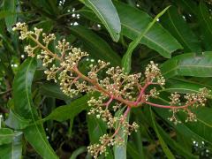 Mangovník indický (Mangifera indica L.)