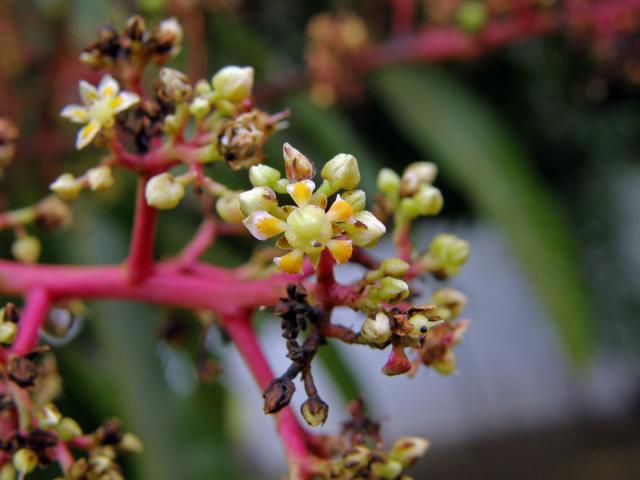 Mangovník indický (Mangifera indica L.)