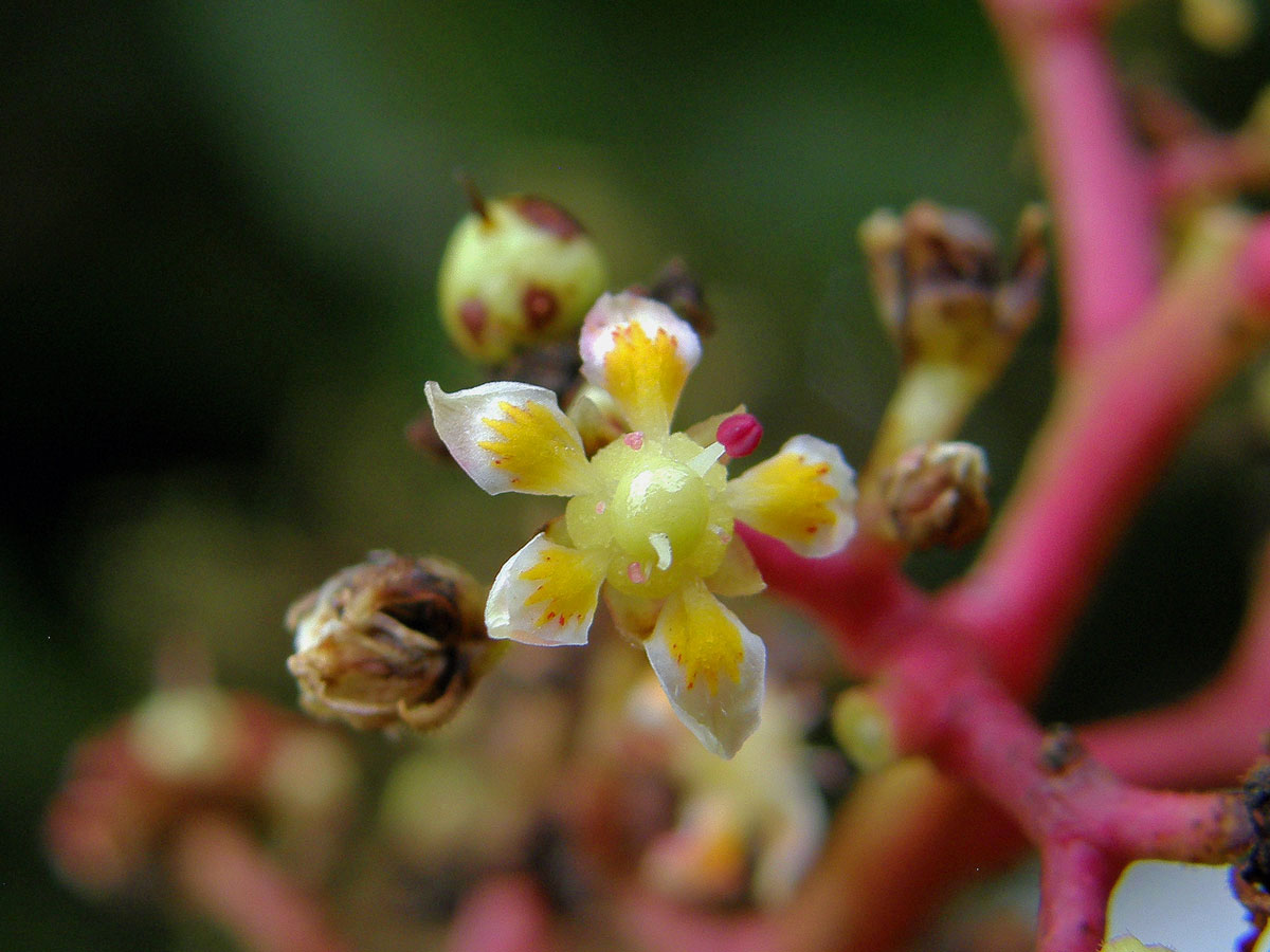 Mangovník indický (Mangifera indica L.)