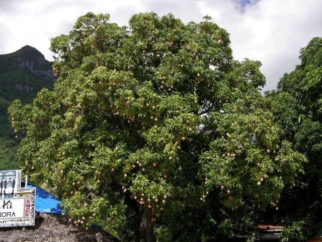 Mangovník indický (Mangifera indica L.)