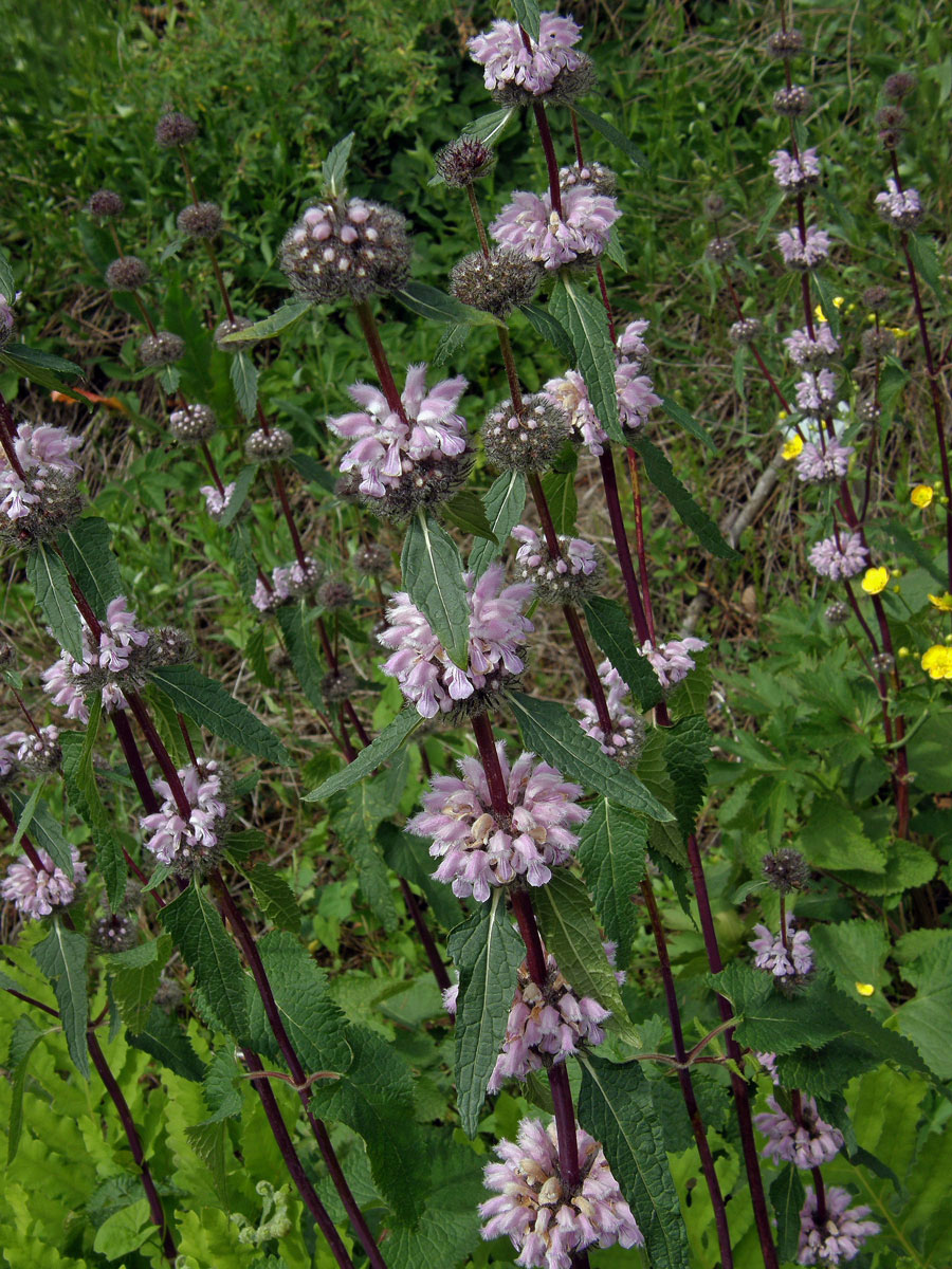 Sápa hlíznatá (Phlomis tuberosa L.)