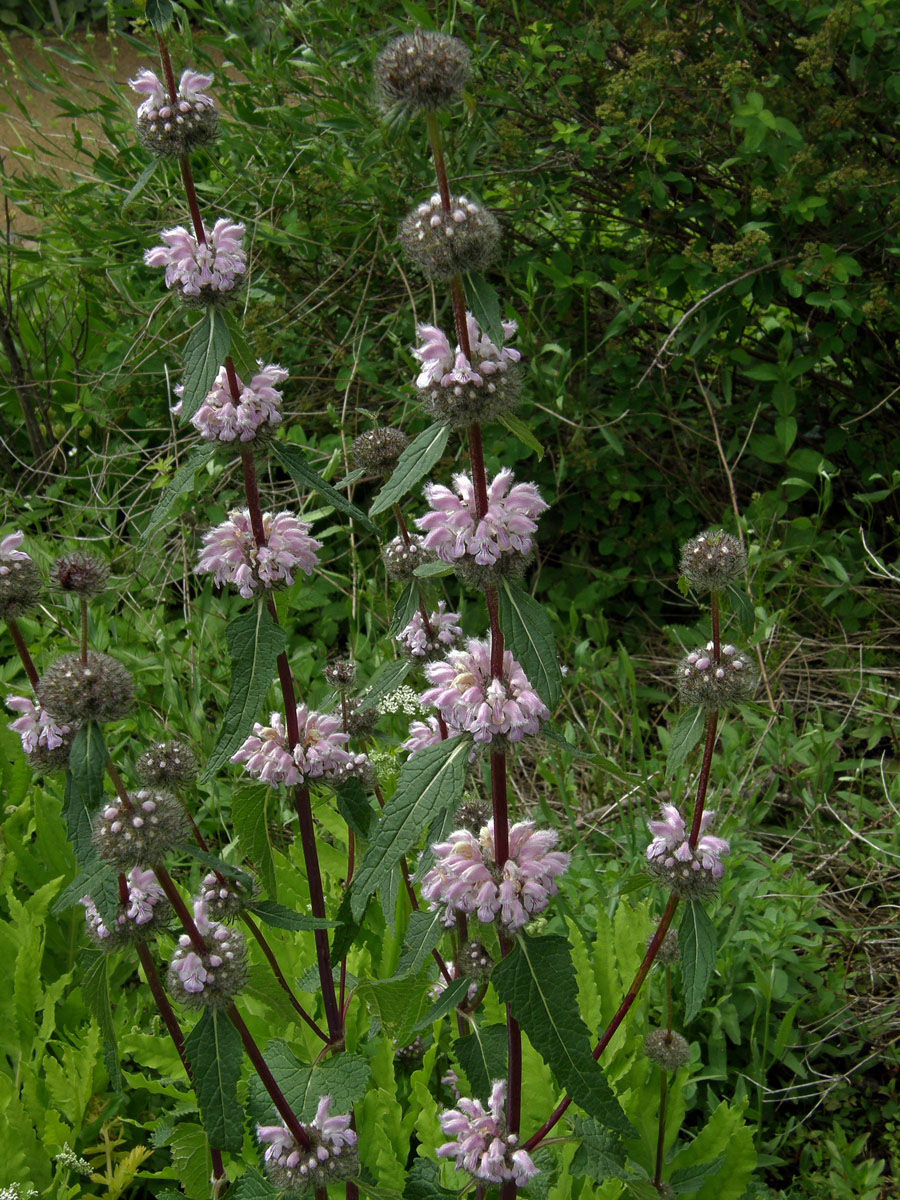 Sápa hlíznatá (Phlomis tuberosa L.)