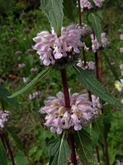 Sápa hlíznatá (Phlomis tuberosa L.)