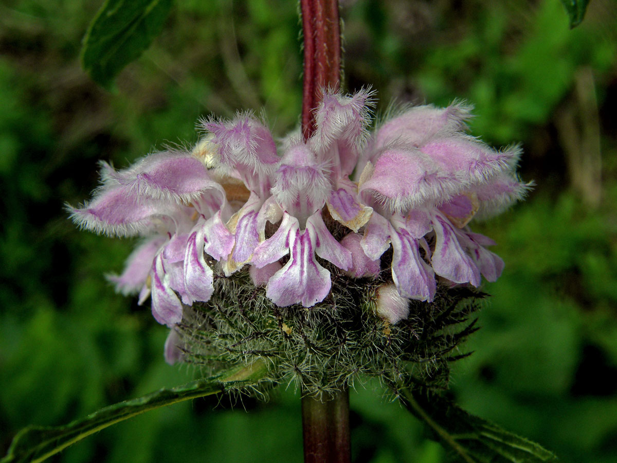 Sápa hlíznatá (Phlomis tuberosa L.)