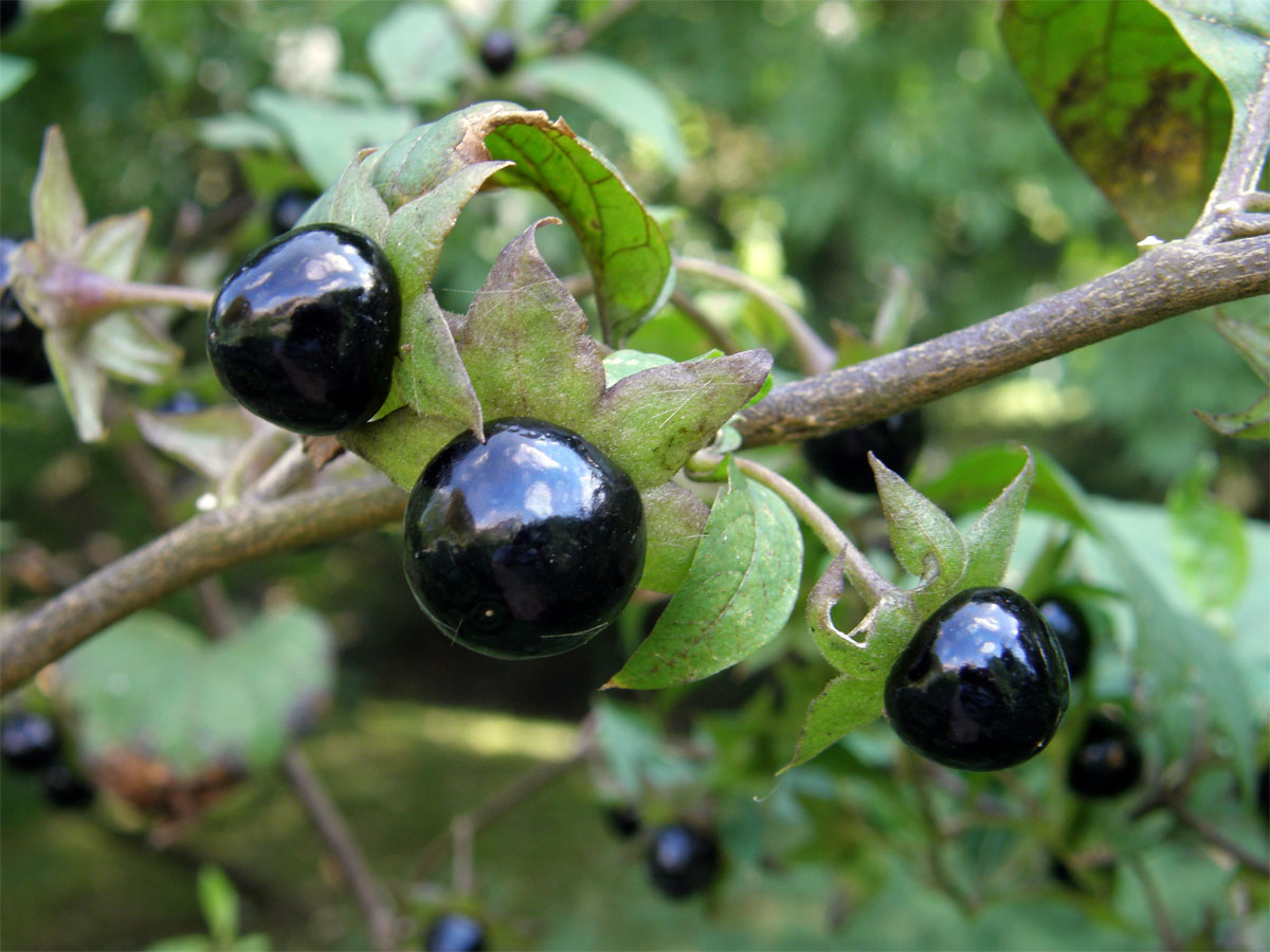 Rulík zlomocný (Atropa bella-donna L.)