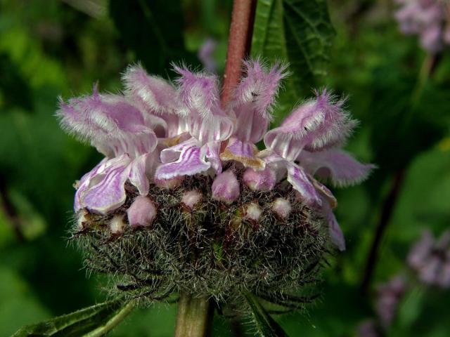 Sápa hlíznatá (Phlomis tuberosa L.)