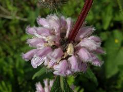 Sápa hlíznatá (Phlomis tuberosa L.)