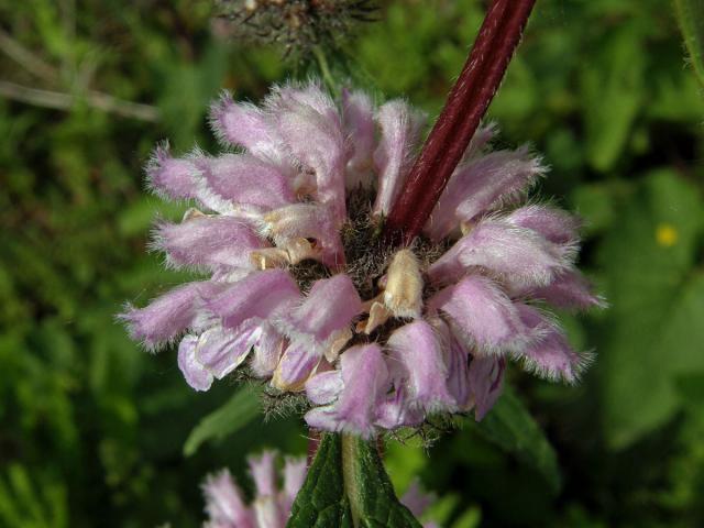 Sápa hlíznatá (Phlomis tuberosa L.)