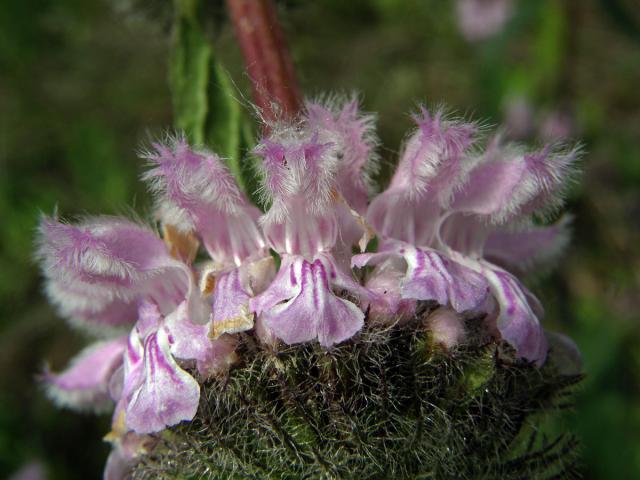 Sápa hlíznatá (Phlomis tuberosa L.)