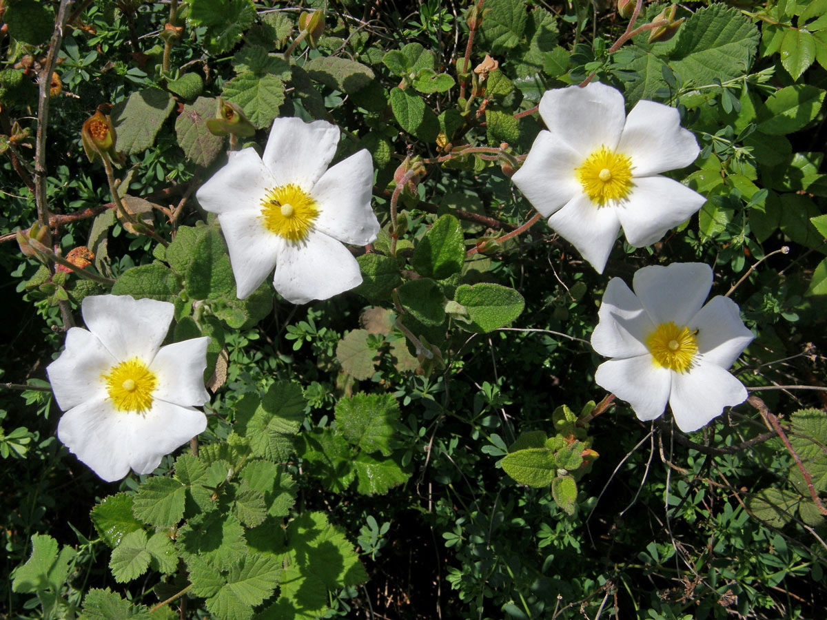 Cist šalvějolistý (Cistus salvifolius L.)