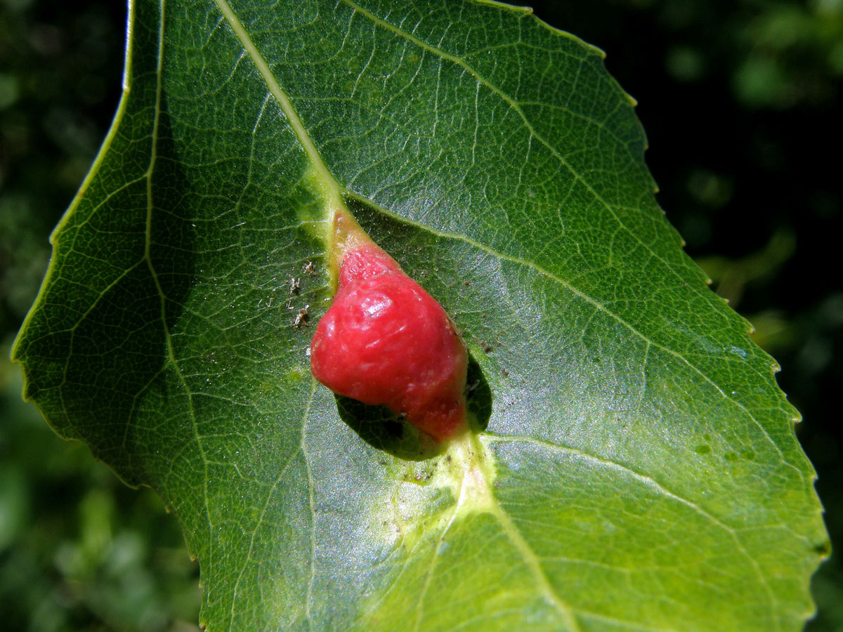 Hálky dutilky mrkvové (Pemphigus phenax); topol černý