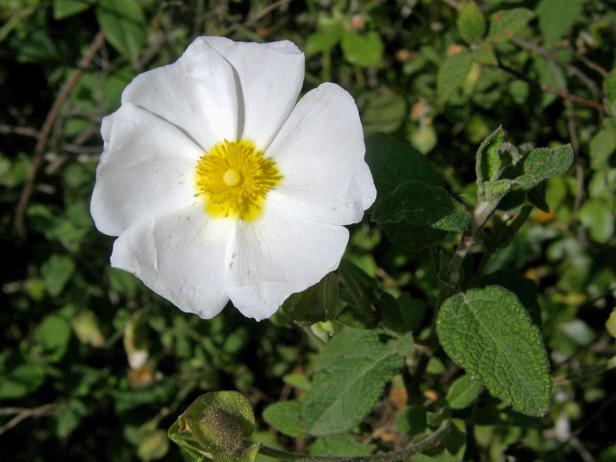 Cist šalvějolistý (Cistus salvifolius L.)