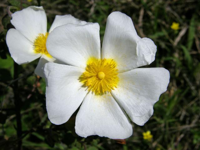 Cist šalvějolistý (Cistus salvifolius L.)