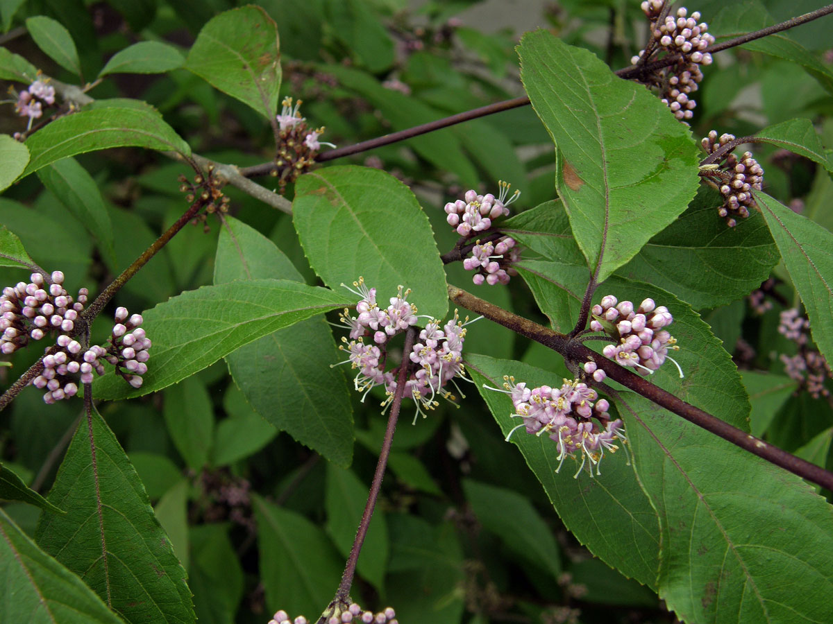 Krásnoplodka Bodinierova (Callicarpa bodinieri H. Léveillé)