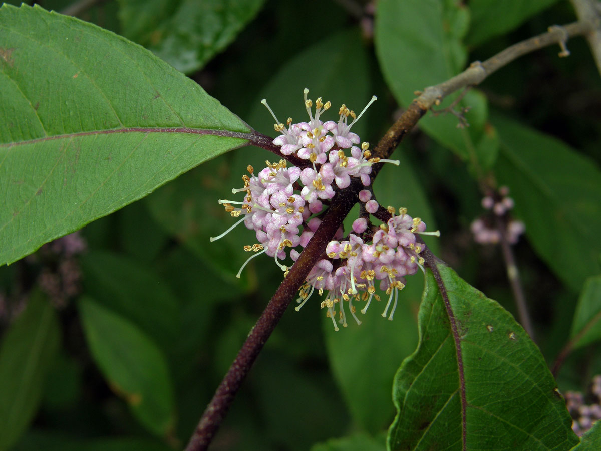 Krásnoplodka Bodinierova (Callicarpa bodinieri H. Léveillé)