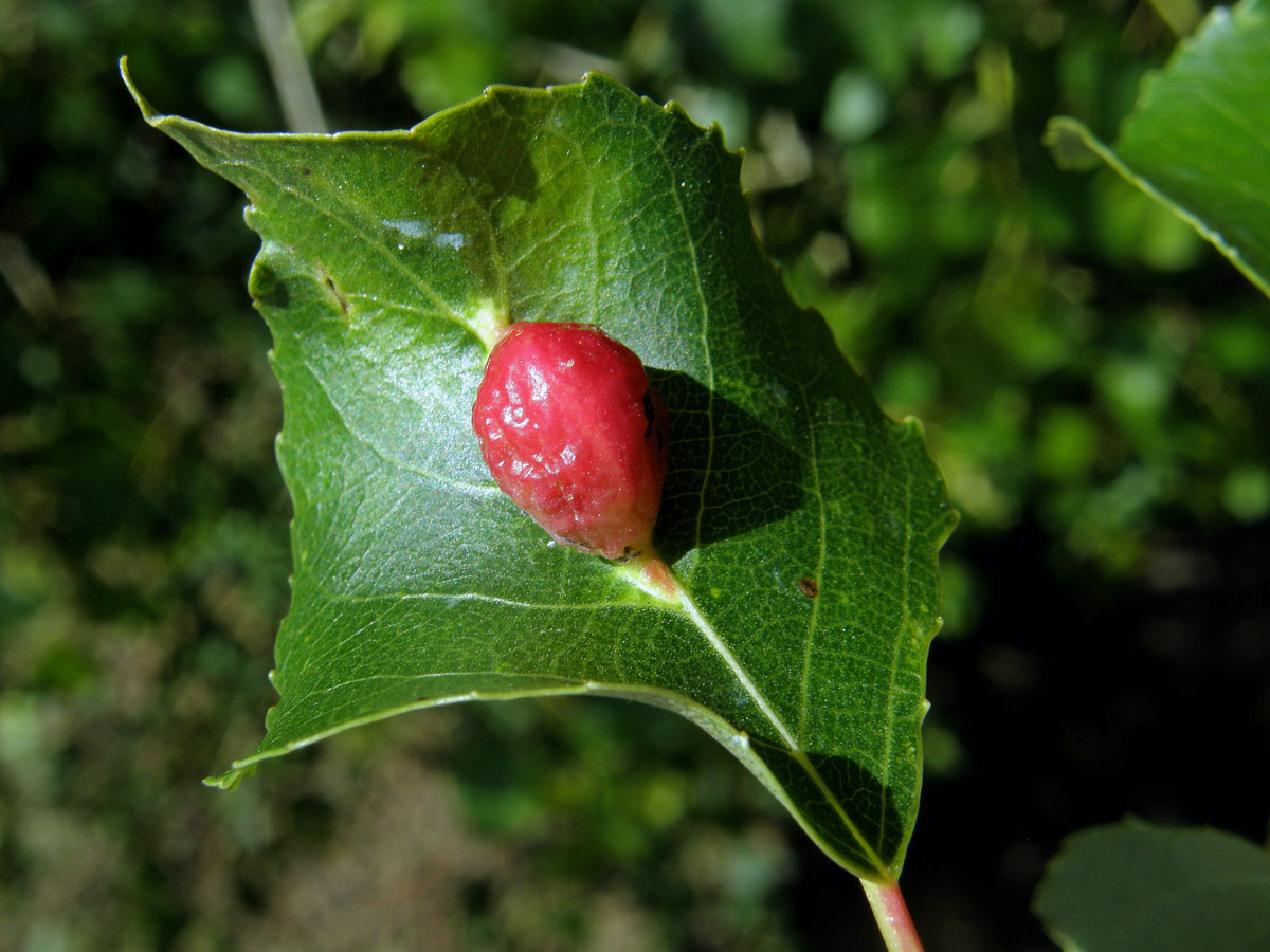 Hálky dutilky mrkvové (Pemphigus phenax); topol černý