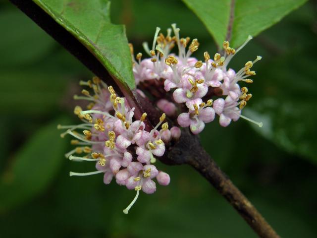 Krásnoplodka Bodinierova (Callicarpa bodinieri H. Léveillé)