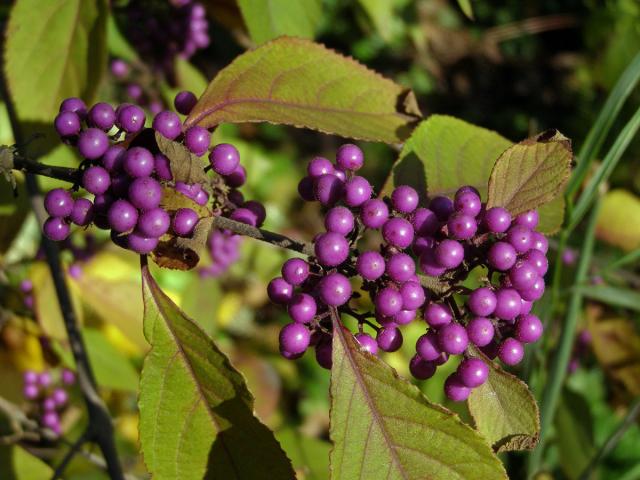 Krásnoplodka Bodinierova (Callicarpa bodinieri H. Léveillé)