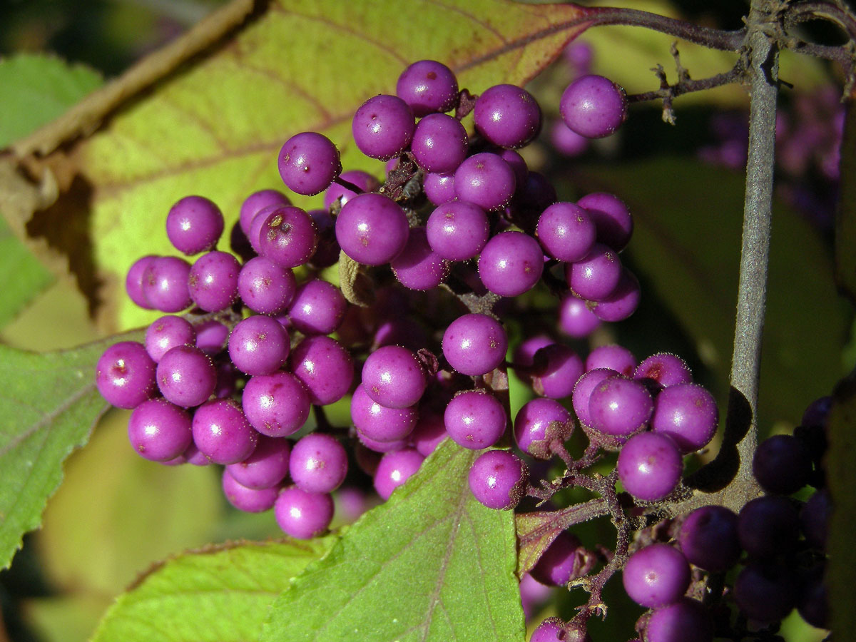 Krásnoplodka Bodinierova (Callicarpa bodinieri H. Léveillé)