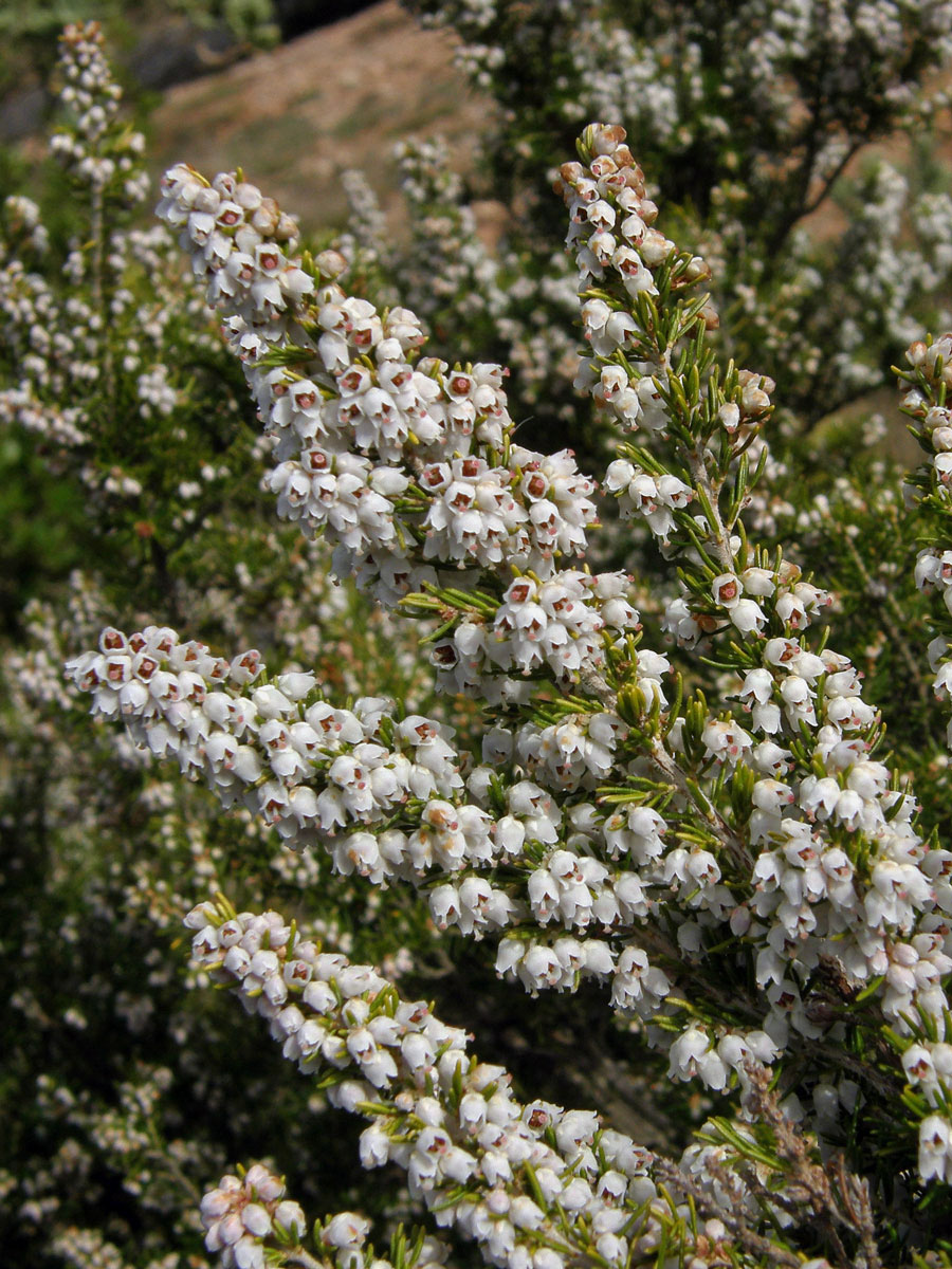 Vřesovec stromovitý (Erica arborea L.)