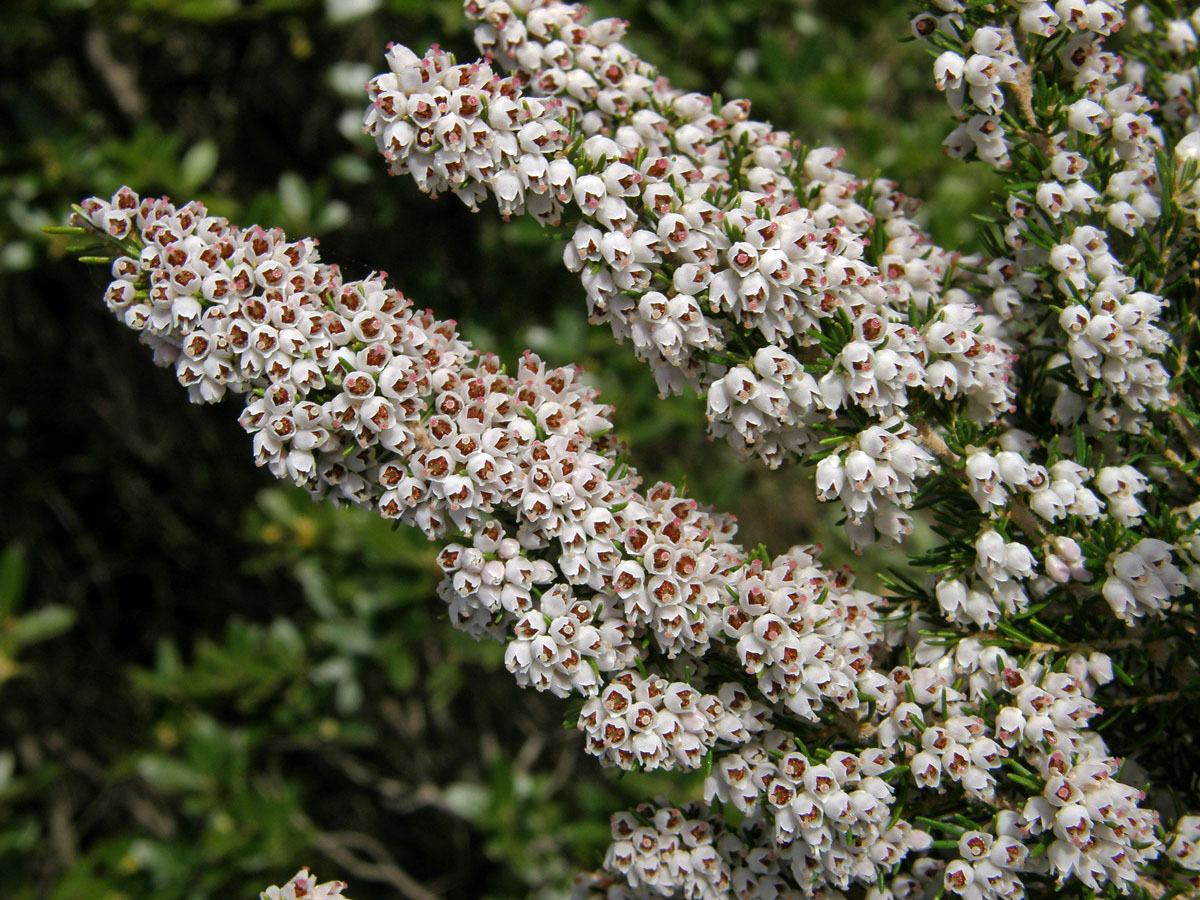 Vřesovec stromovitý (Erica arborea L.)