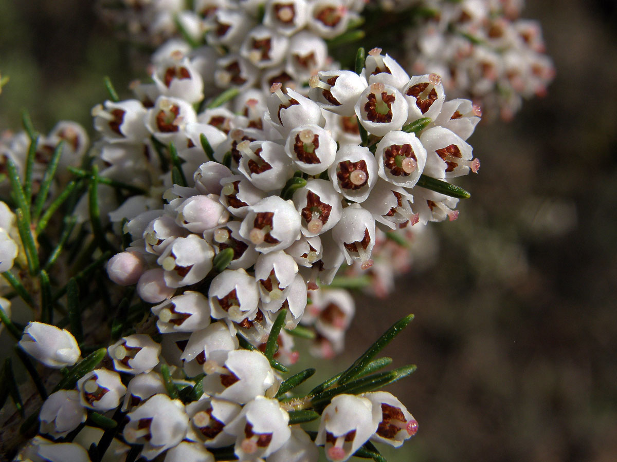 Vřesovec stromovitý (Erica arborea L.)