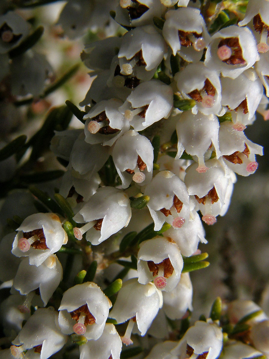 Vřesovec stromovitý (Erica arborea L.)