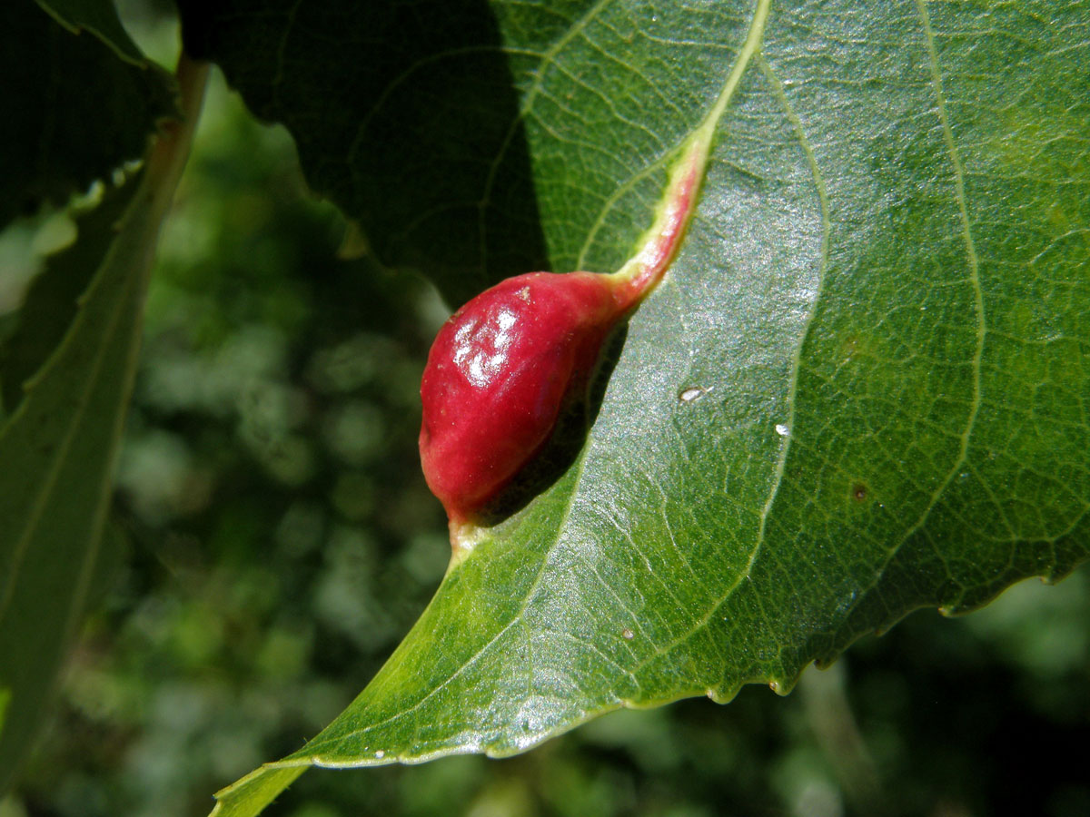 Hálky dutilky mrkvové (Pemphigus phenax); topol černý