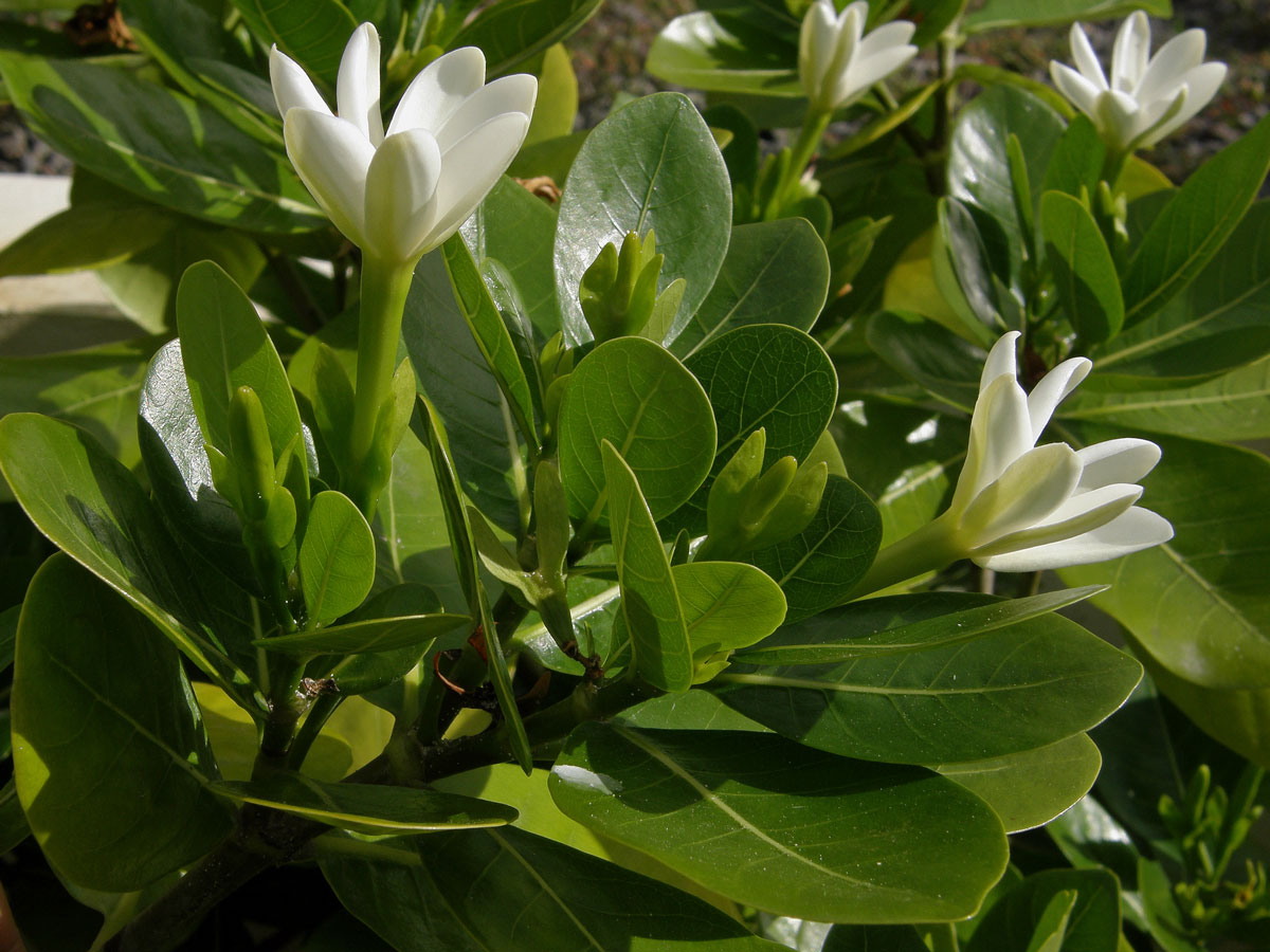 Gardenia taitensis DC.