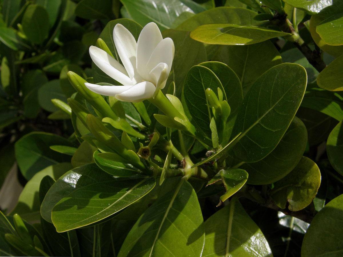 Gardenia taitensis DC.