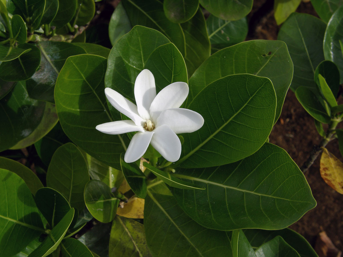 Gardenia taitensis DC.