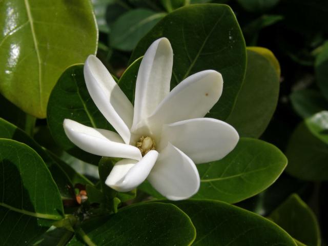 Gardenia taitensis DC.