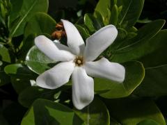 Gardenia taitensis DC.