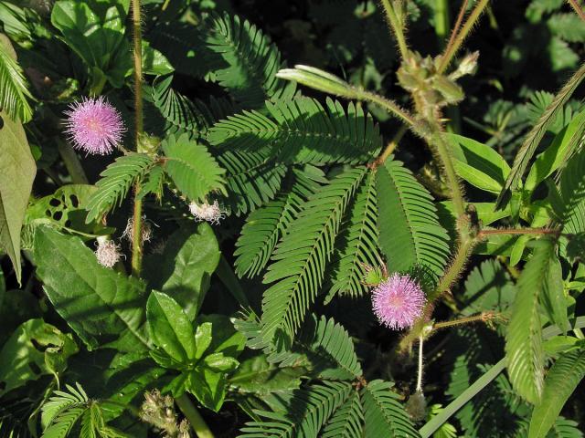 Citlivka stydlivá (Mimosa pudica L.)