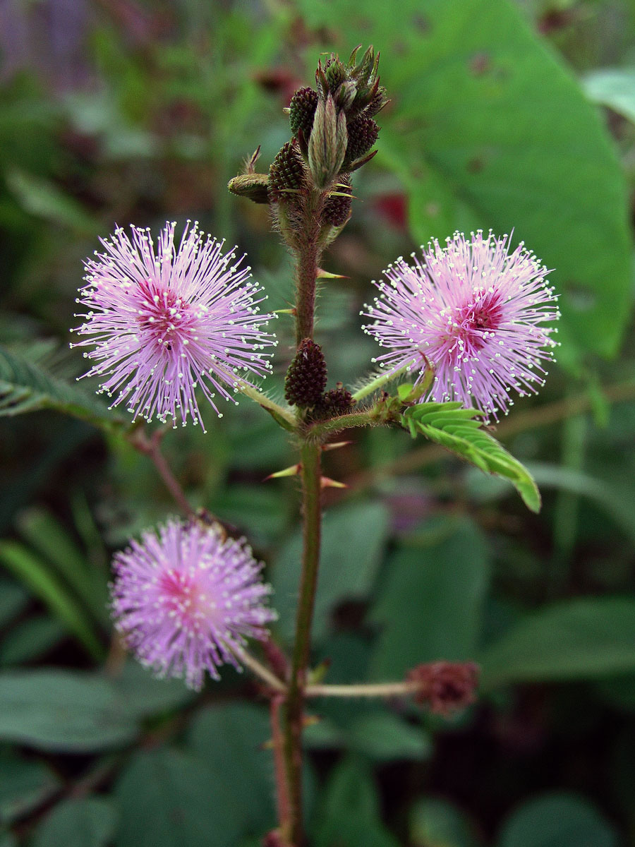 Citlivka stydlivá (Mimosa pudica L.)