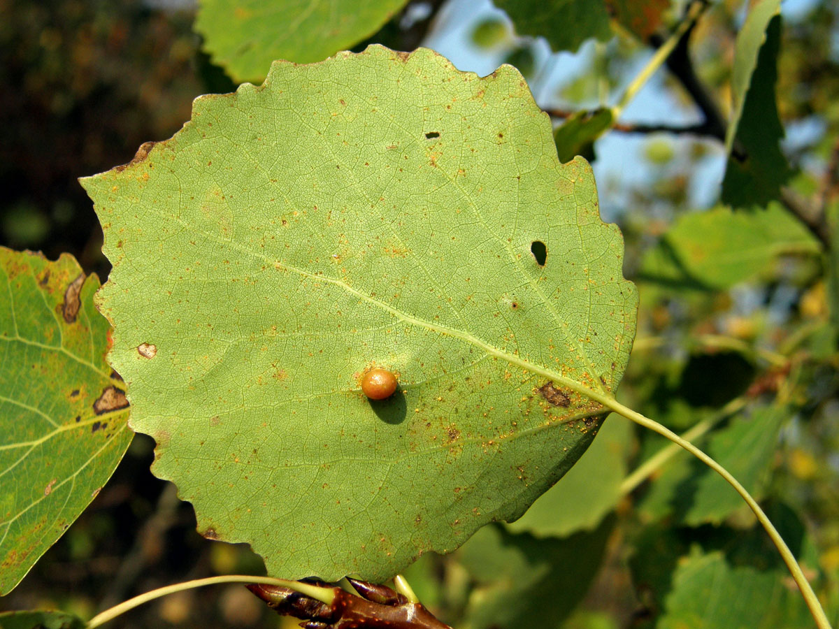 Hálky žlabatky Harmandia cavernosa; topol osika