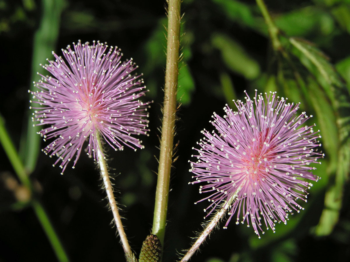 Citlivka stydlivá (Mimosa pudica L.)