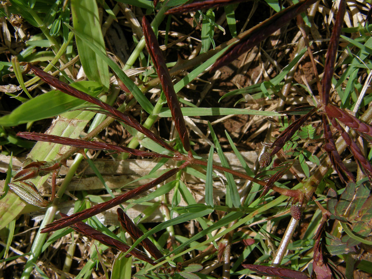 Citlivka stydlivá (Mimosa pudica L.)