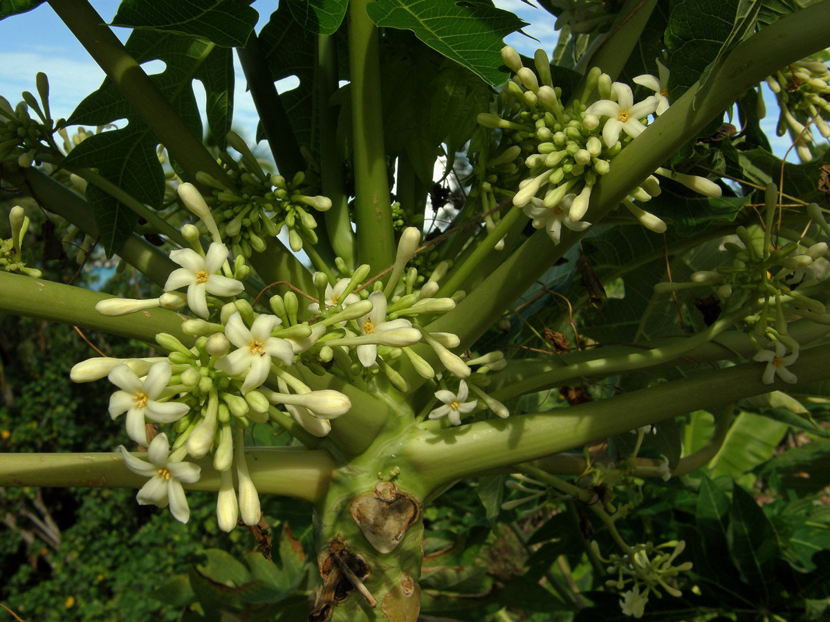 Papája obecná (Carica papaya L.)