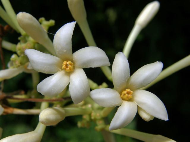 Papája obecná (Carica papaya L.)