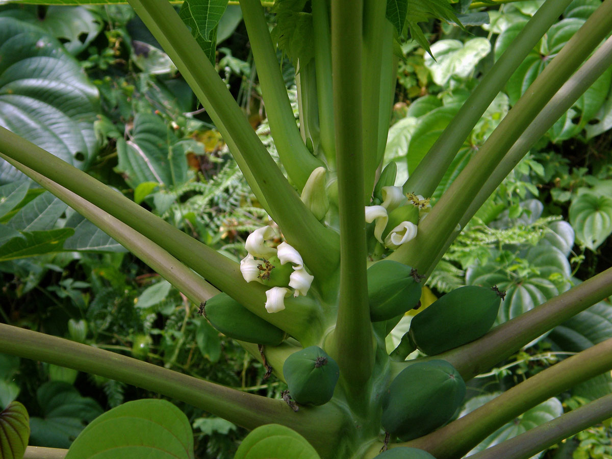 Papája obecná (Carica papaya L.)