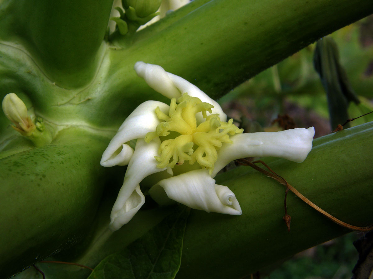 Papája obecná (Carica papaya L.)