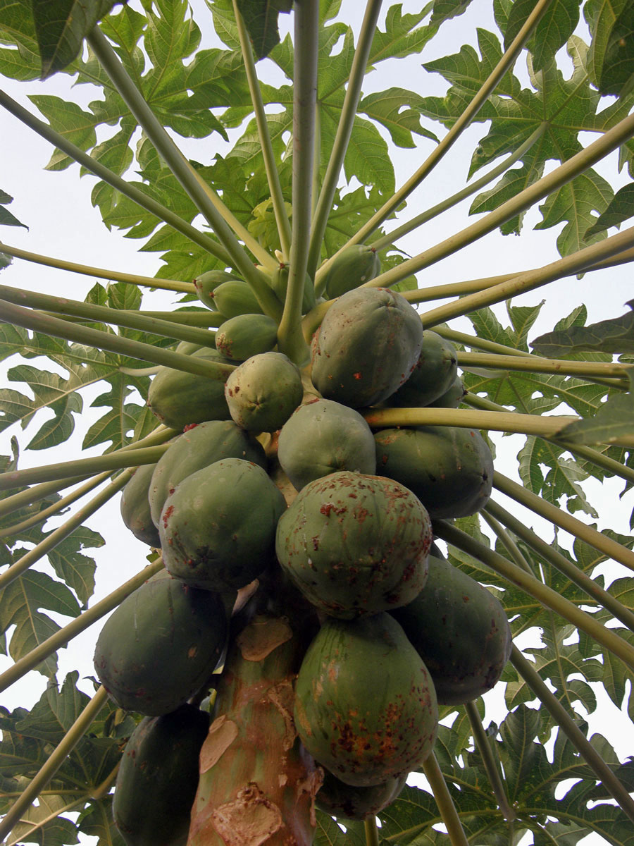 Papája obecná (Carica papaya L.)