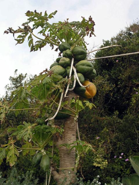 Papája obecná (Carica papaya L.)