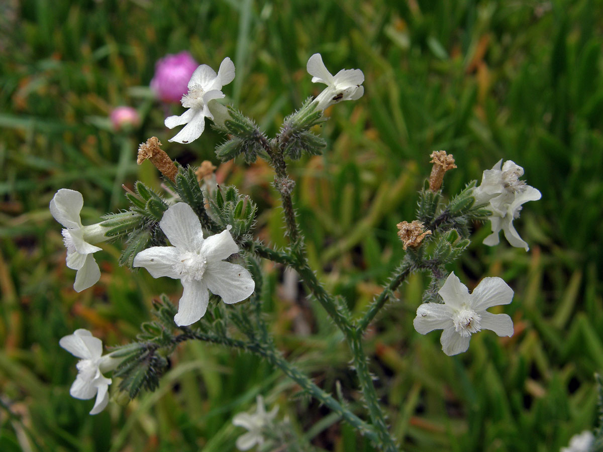 Pilát (Anchusa strigosa Banks et Sol.)