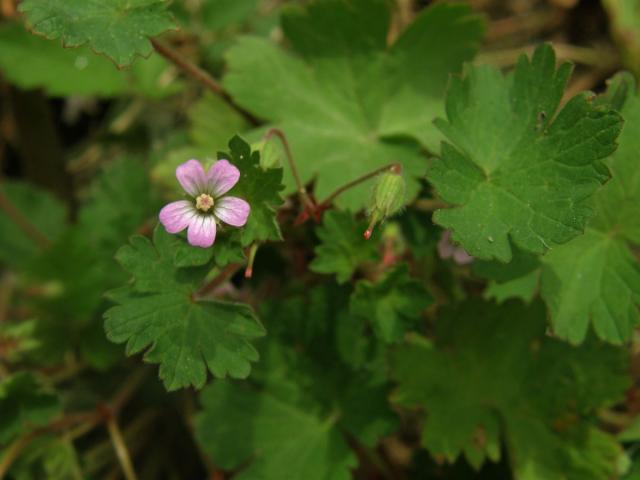 Kakost okrouhlolistý (Geranium rotundifolium L.)