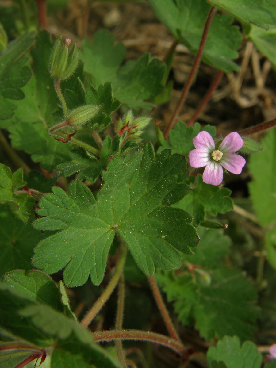 Kakost okrouhlolistý (Geranium rotundifolium L.)